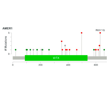 Exome Sequencing Reveals AMER1 as a Frequently Mutated Gene in Colorectal Cancer