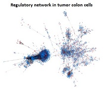 Large differences in global transcriptional regulatory programs of normal and tumor colon cells