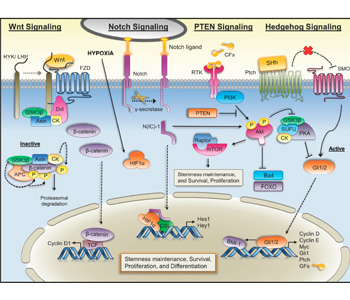 Altered pathways and colorectal cancer prognosis, publicat a la revista BMC Med.