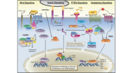 Altered pathways and colorectal cancer prognosis