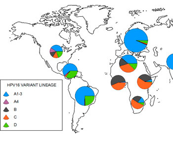 El virus del papil·loma humà que provoca càncer es va originar per la transmissió sexual dels neandertals